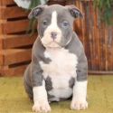 American bully  