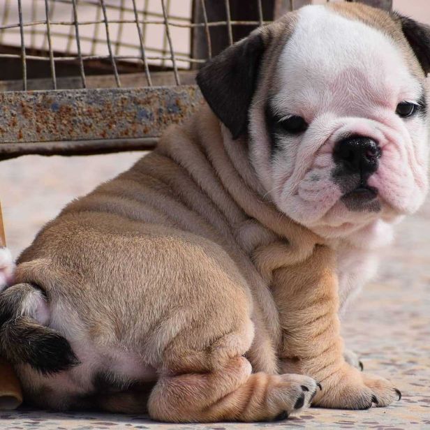 British bulldog 