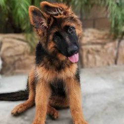 German shepherd 