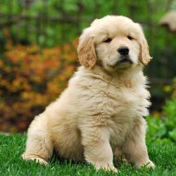 Golden retriever