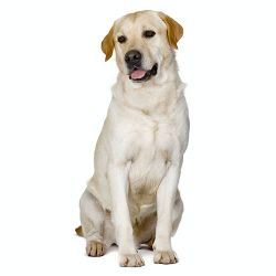 Labrador Puppy