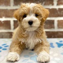 Maltipoo puppy