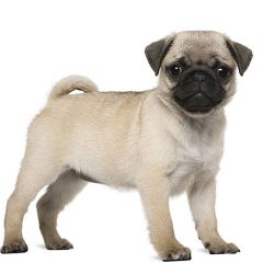 Pug puppy
