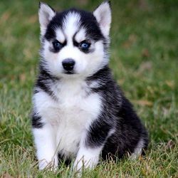 Siberian husky  