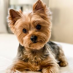 Yorkshire terrier 